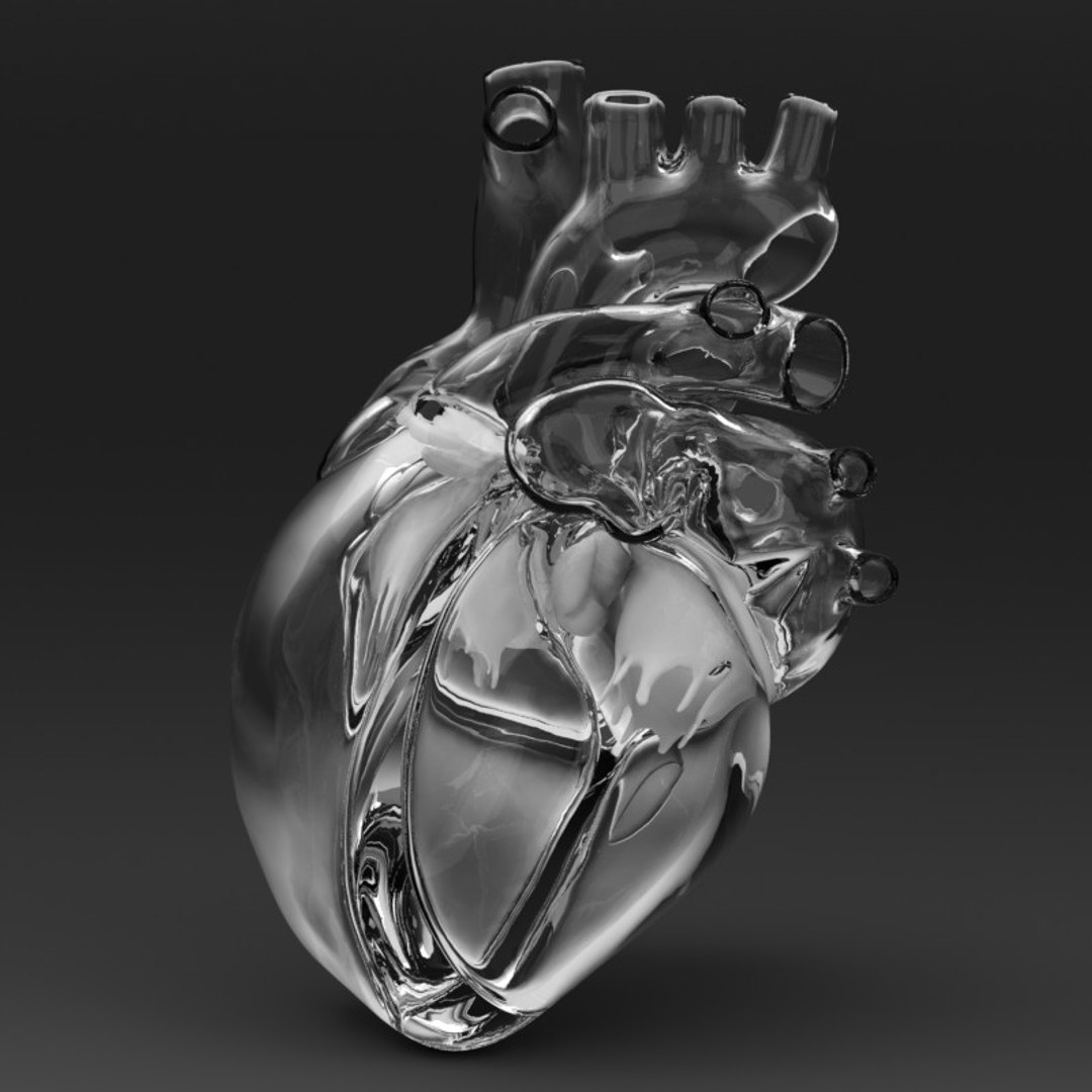 Анатомическое сердце 3d модель
