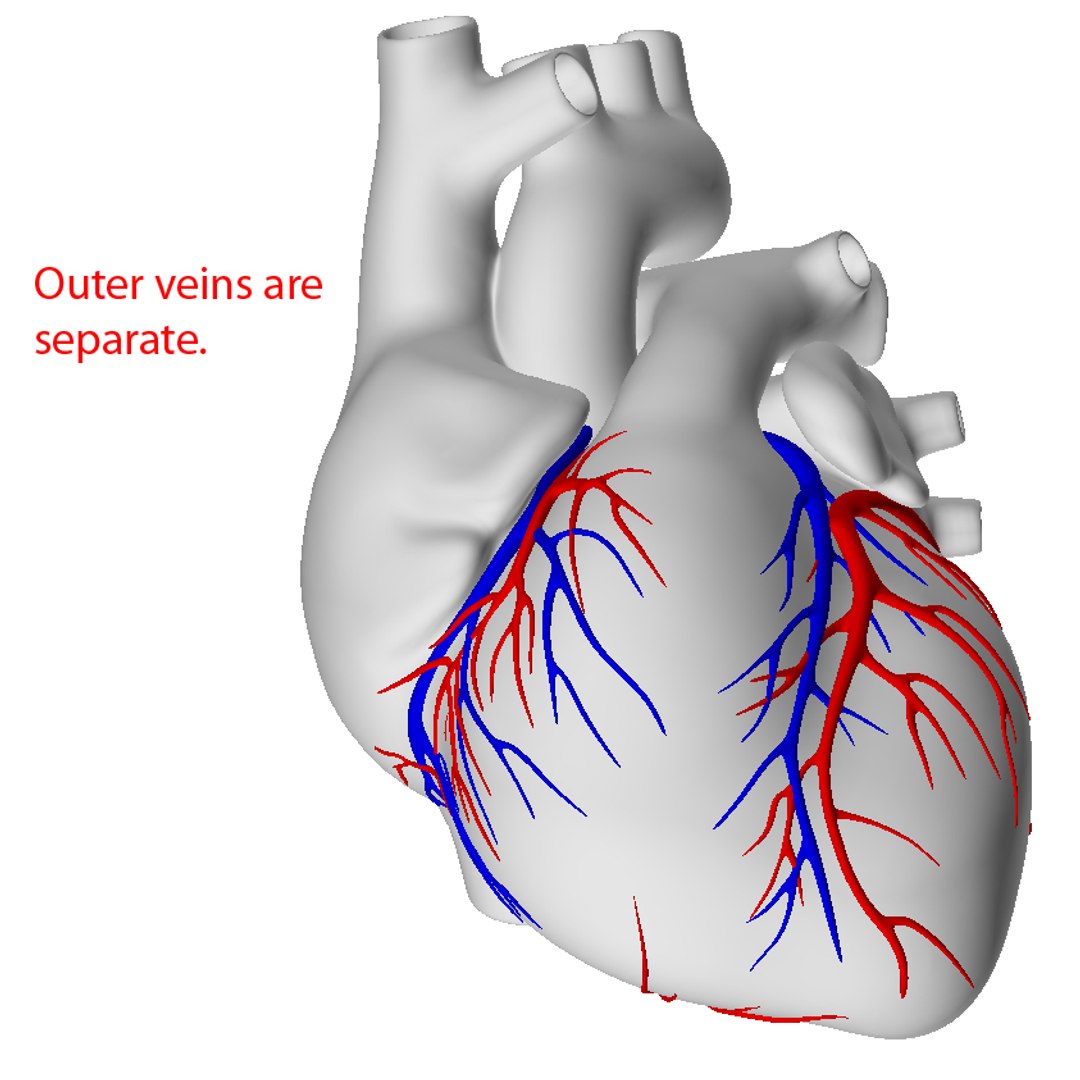 3d model human heart https://p.turbosquid.com/ts-thumb/ur/dihm9B/2G7H7tkg/outerveins/jpg/1291993413/1920x1080/fit_q87/0ff1df60528ea39b758ac03b026f4bd56ec14994/outerveins.jpg