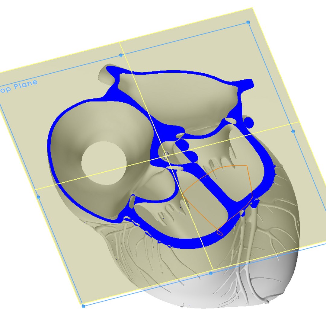3d model human heart https://p.turbosquid.com/ts-thumb/ur/dihm9B/2pepDi20/swcrosssection3/jpg/1291993413/1920x1080/fit_q87/9f886d0dd81a578d5f905efe43d61c53b3f4f2f4/swcrosssection3.jpg