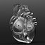Human Heart