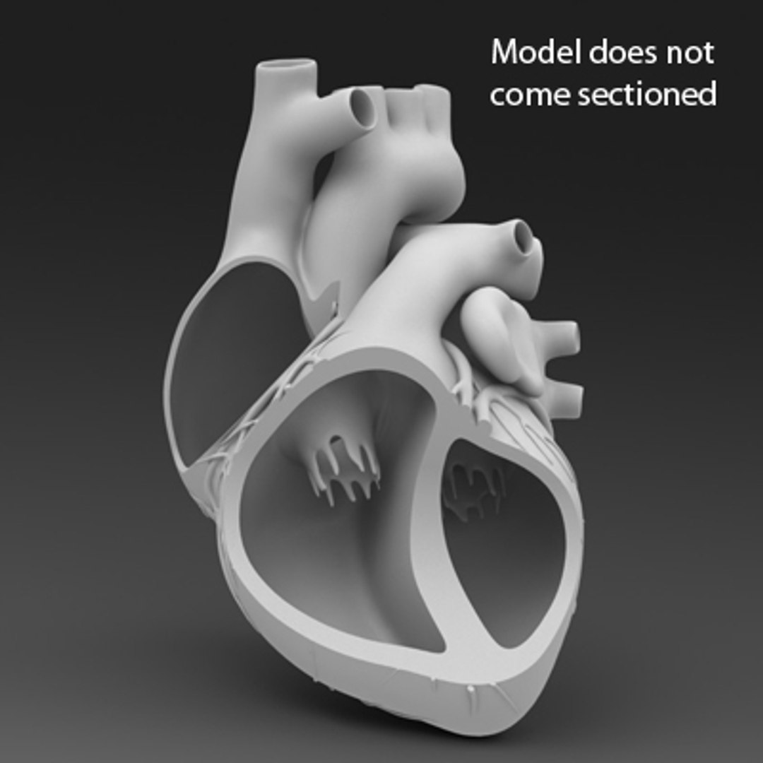 3d Model Human Heart