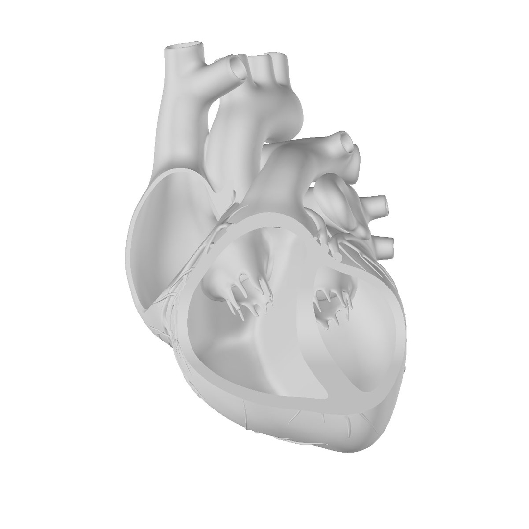 3d model human heart https://p.turbosquid.com/ts-thumb/ur/dihm9B/R3jT9fBm/humanheart1/jpg/1300671488/1920x1080/turn_fit_q99/4c6ed9fa7babbf09bd700fbbde8b43147ea4f9fb/humanheart1-1.jpg