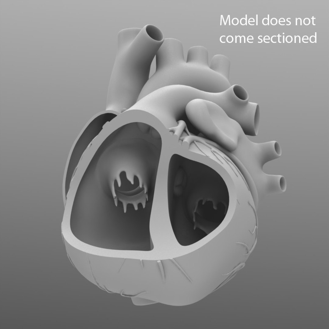 Сердце 3д модель. Сердце человека 3d модель. 3д модель человеческого сердца. Макет сердца человека. 3д модель сердечного клапана.