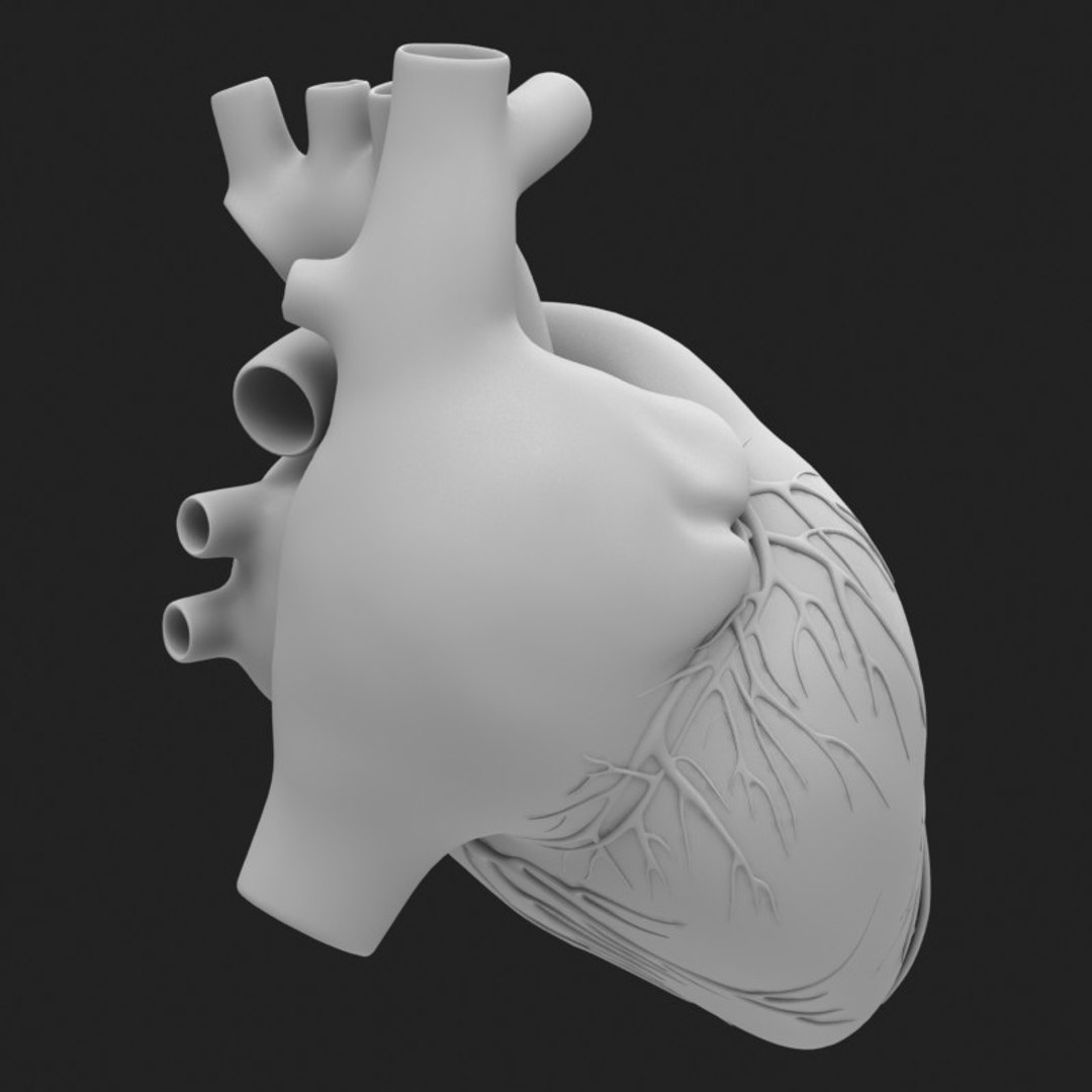 3d model human heart https://p.turbosquid.com/ts-thumb/ur/dihm9B/gpBN3U8V/4/jpg/1291993413/1920x1080/fit_q87/82436a9160c612c761abb493bc87bdc4a960100a/4.jpg