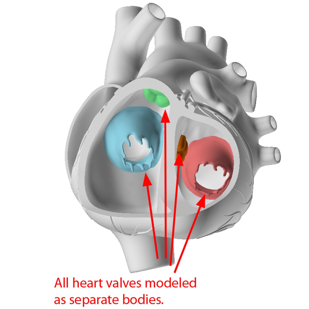 3d model human heart https://p.turbosquid.com/ts-thumb/ur/dihm9B/s0GFzMUA/heartvalves/jpg/1291993413/1920x1080/fit_q87/b9b149670f1a1417c56392ae6013b936fe5a5f57/heartvalves.jpg