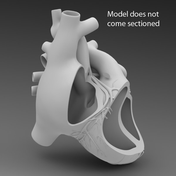 3d model human heart