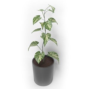 3D plant potos editable model