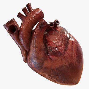 Human Heart (Textured)