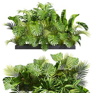 plant vol 800 - outdoor - banana - monstera