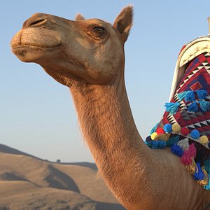 Camel with Decorated Saddle Fur