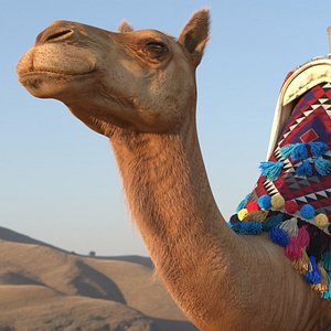 Camel with Decorated Saddle Fur
