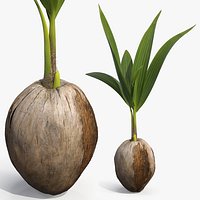 Sprouting Coconut Seed with Palm Shoot Plant Fur