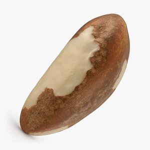 3D Brazil Nut 02