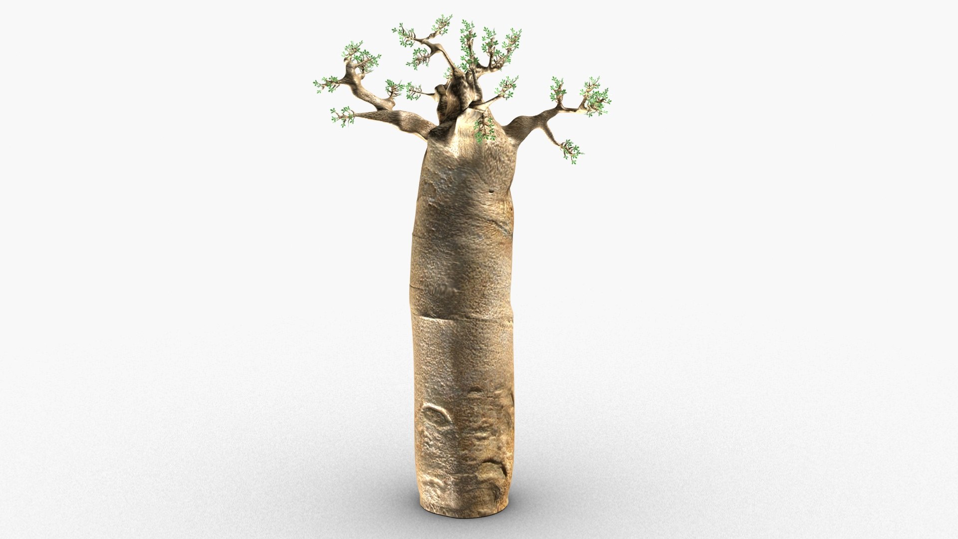 3D Baobab Tree Model - TurboSquid 1626455
