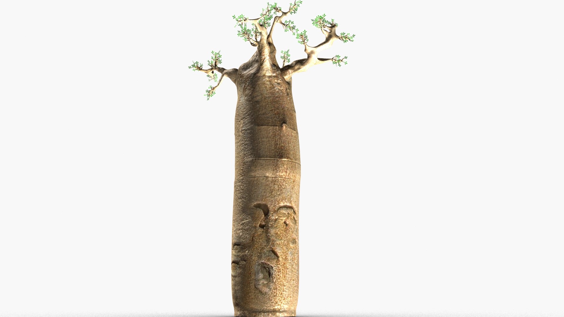 3D Baobab Tree Model - TurboSquid 1626455