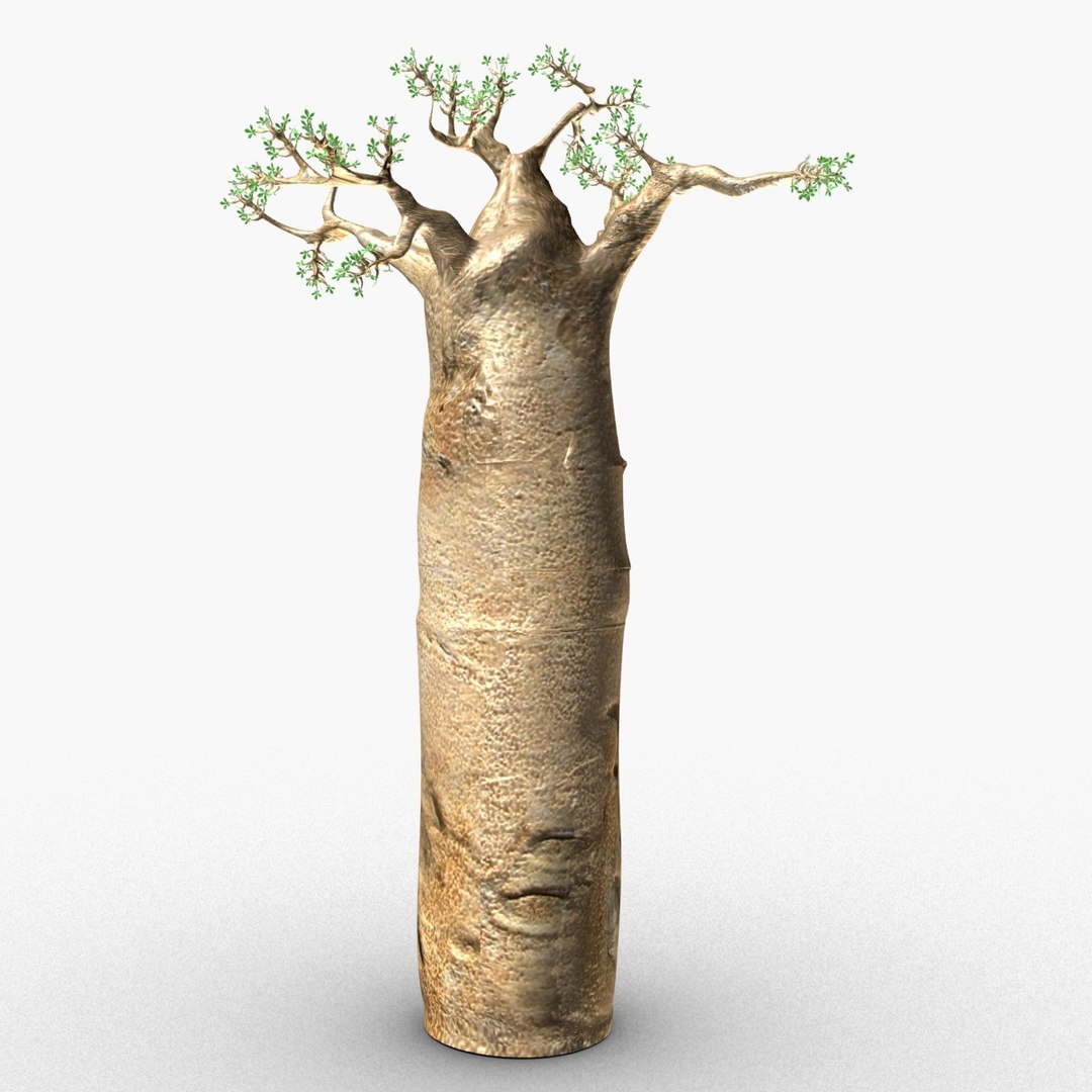 3D baobab tree model - TurboSquid 1626455