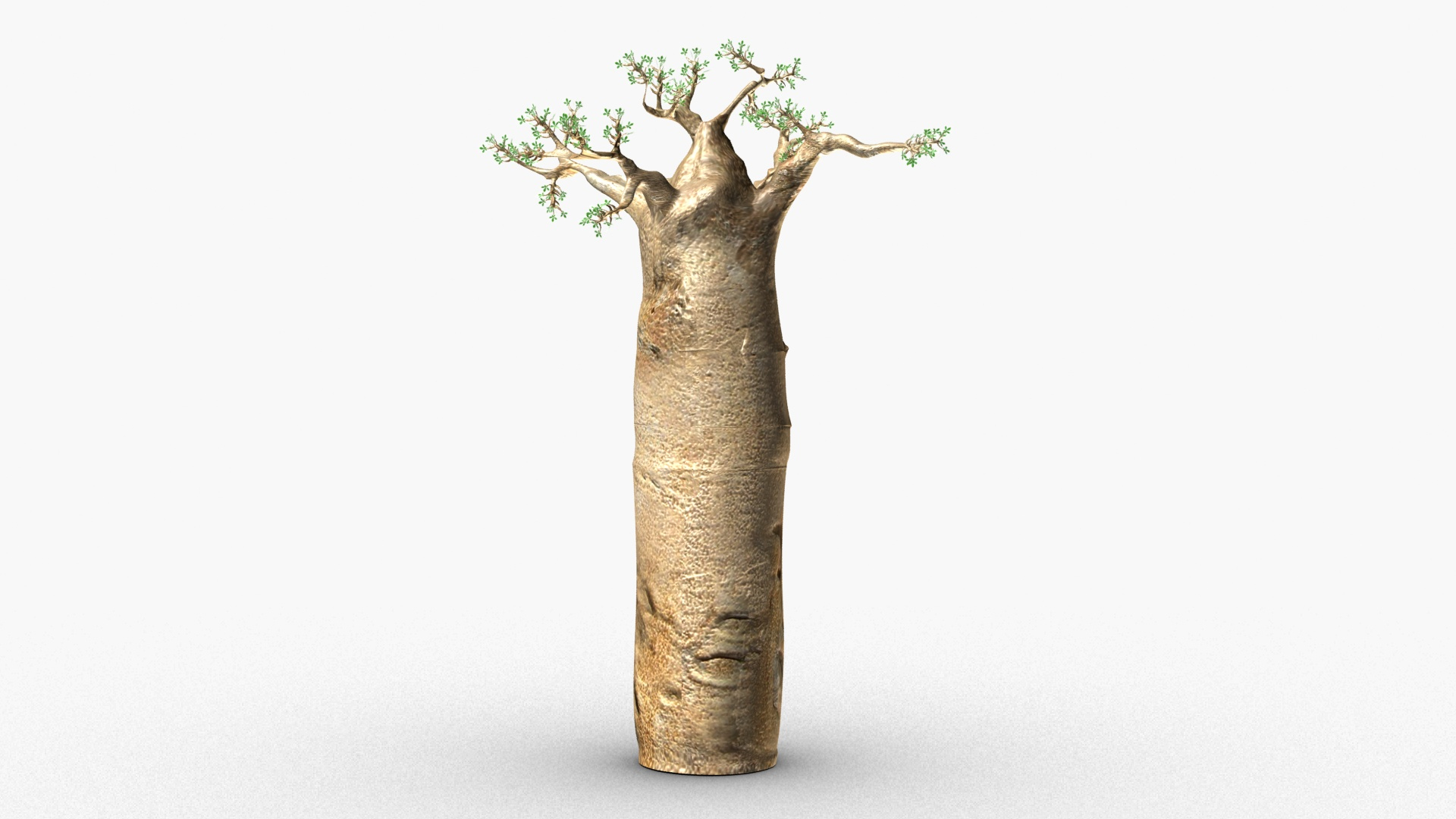 3D Baobab Tree Model - TurboSquid 1626455
