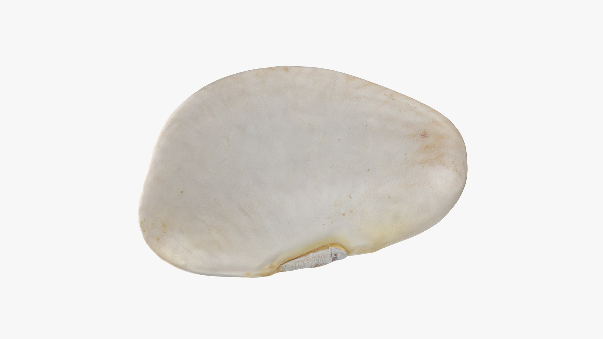 Beans - 3D Scanned Collection 3D model https://p.turbosquid.com/ts-thumb/us/tSFc0h/60/limabean01_0001/png/1778171770/1920x1080/fit_q87/1561c3b1f4e3665bbeb6d52fab4d6d468de4507d/limabean01_0001.jpg