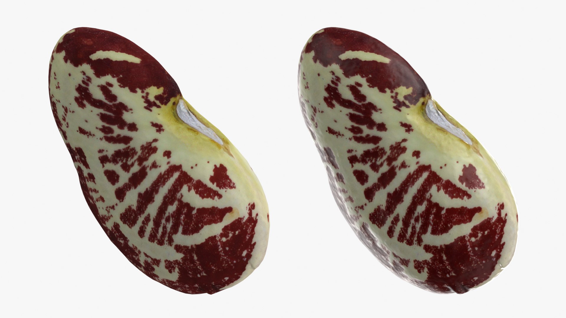 Beans - 3D Scanned Collection 3D model https://p.turbosquid.com/ts-thumb/us/tSFc0h/79/giantcalicolimabean_0001b/png/1778171767/1920x1080/fit_q87/1a505b27402faffc74d810820f022eaa09e494d3/giantcalicolimabean_0001b.jpg