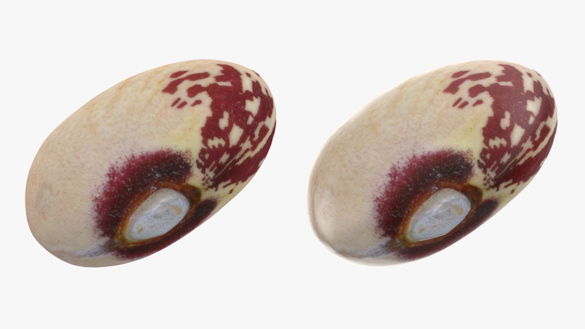 Beans - 3D Scanned Collection 3D model https://p.turbosquid.com/ts-thumb/us/tSFc0h/Bm/tongueoffire01_0001b/png/1778171793/1920x1080/fit_q87/f21939adf08c4c7f0962fa1bc9749e421f4f926a/tongueoffire01_0001b.jpg