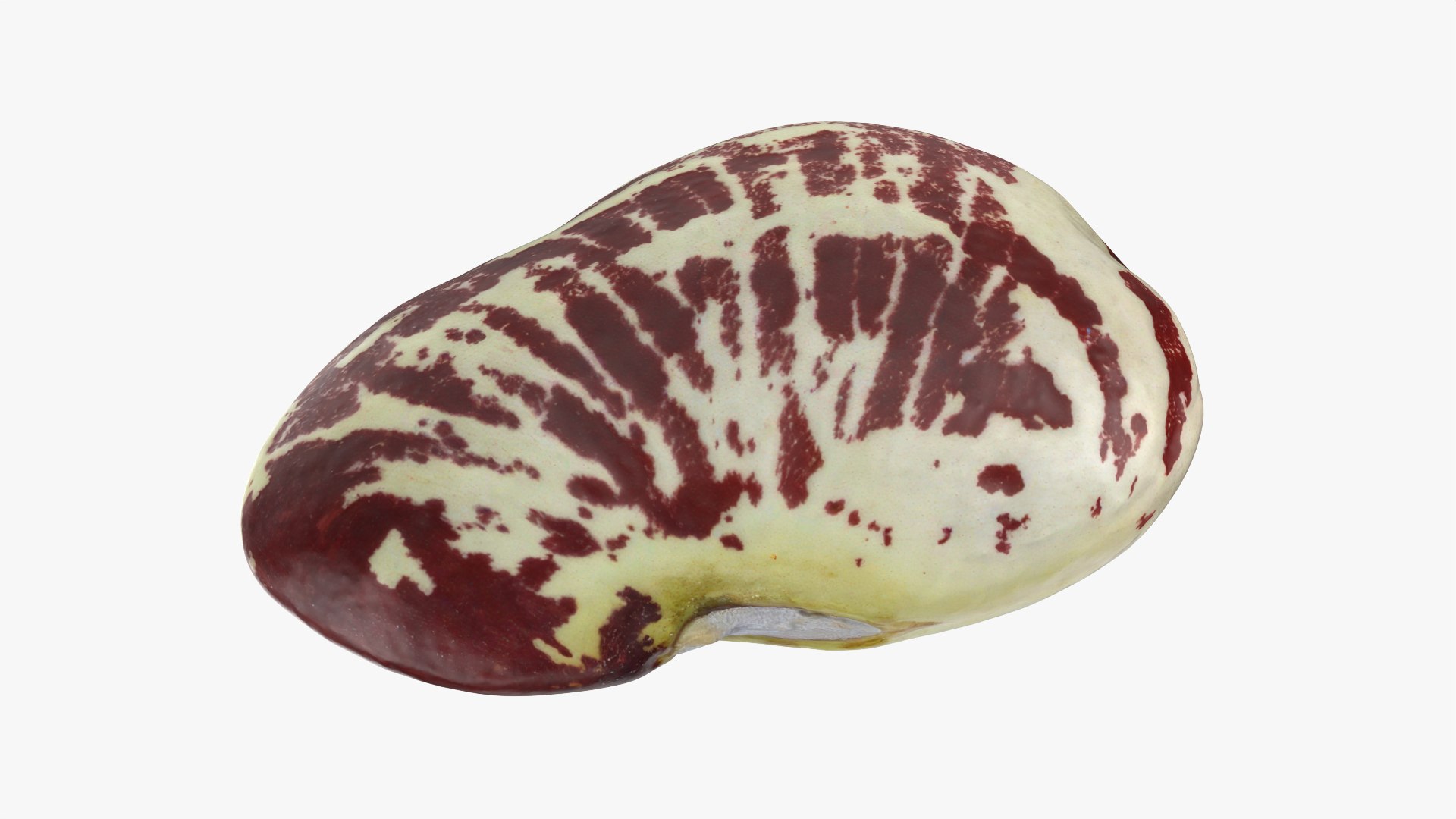 Beans - 3D Scanned Collection 3D model https://p.turbosquid.com/ts-thumb/us/tSFc0h/Ec/giantcalicolimabean_0001/png/1778171766/1920x1080/fit_q87/390e881d4cef9bccb5c9f35ef416e9ca3b492e90/giantcalicolimabean_0001.jpg