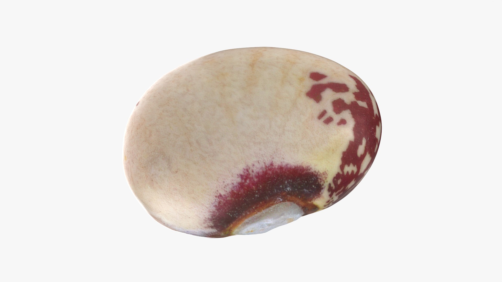 Beans - 3D Scanned Collection 3D model https://p.turbosquid.com/ts-thumb/us/tSFc0h/W1/tongueoffire01_0001/png/1778171794/1920x1080/fit_q87/ed2170036aaa2fae91d44b211eb30720697e71ae/tongueoffire01_0001.jpg