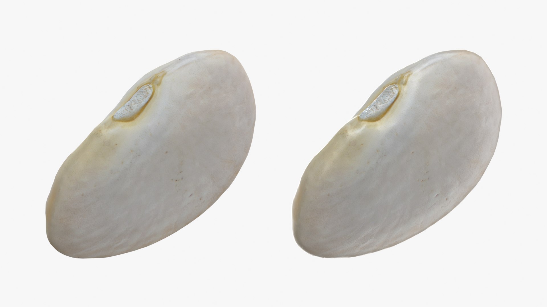 Beans - 3D Scanned Collection 3D model https://p.turbosquid.com/ts-thumb/us/tSFc0h/We/limabean02_0001b/png/1778171771/1920x1080/fit_q87/9cd99dccc1a1185debbe95d930a0de7fdfebb901/limabean02_0001b.jpg
