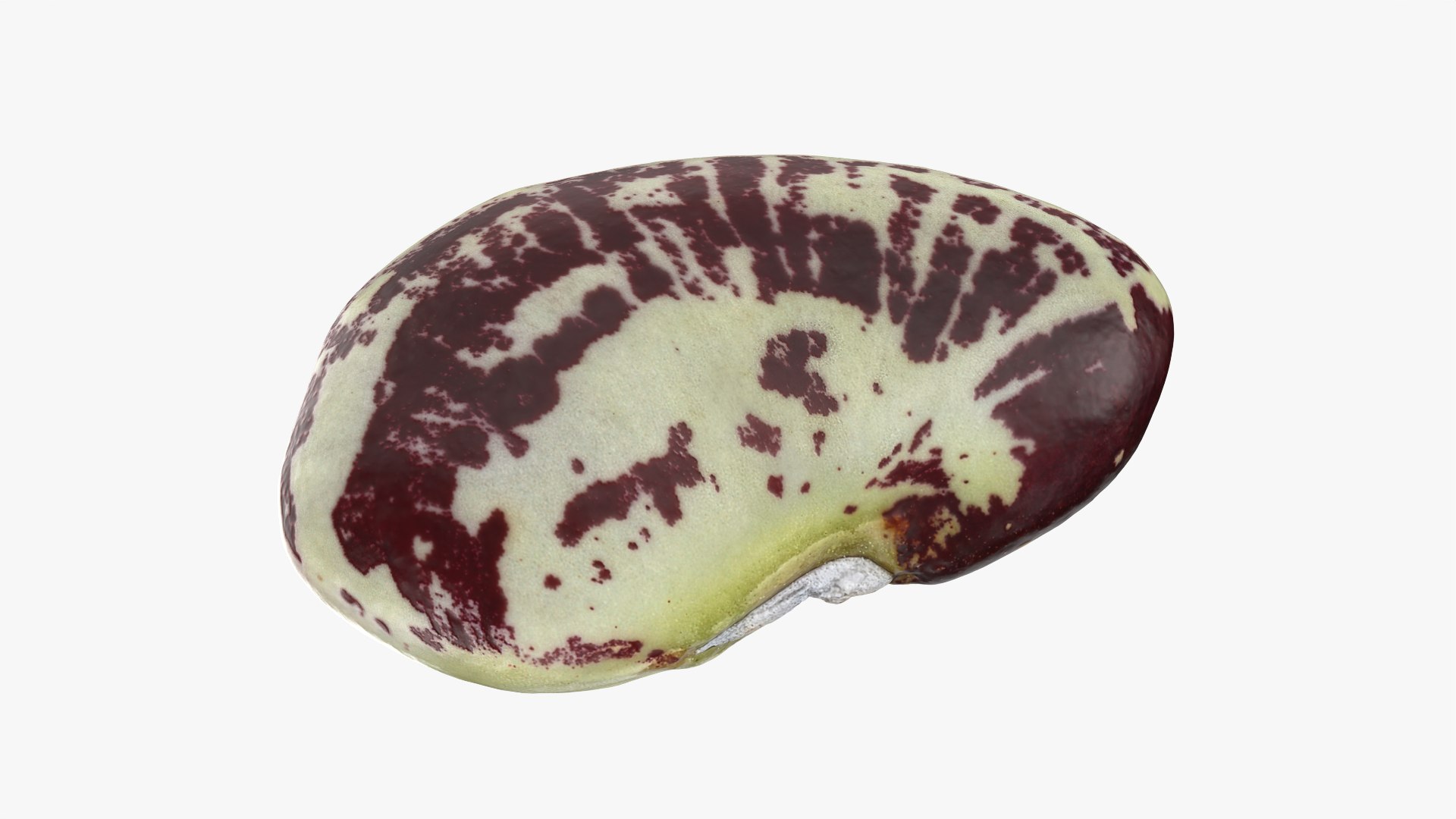 Beans - 3D Scanned Collection 3D model https://p.turbosquid.com/ts-thumb/us/tSFc0h/oz/butterbeanspeckled_0001/png/1778171758/1920x1080/fit_q87/aa2b4dd7ba878963c009e9890558384db7d8d57a/butterbeanspeckled_0001.jpg