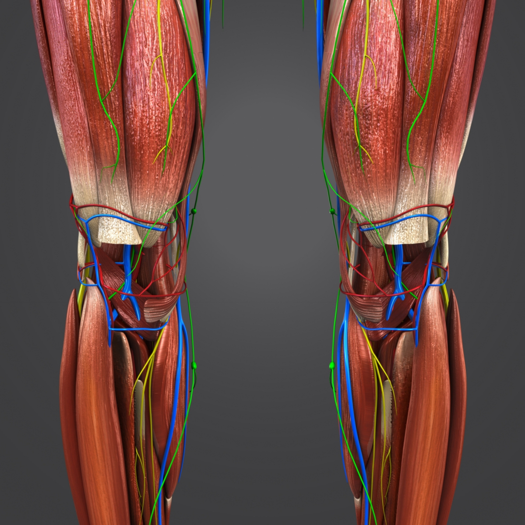 3D muscular muscles nerves - TurboSquid 1269626