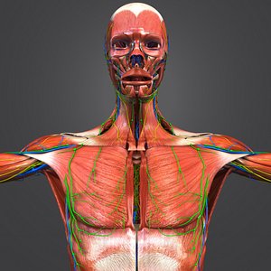 3D muscular muscles nerves