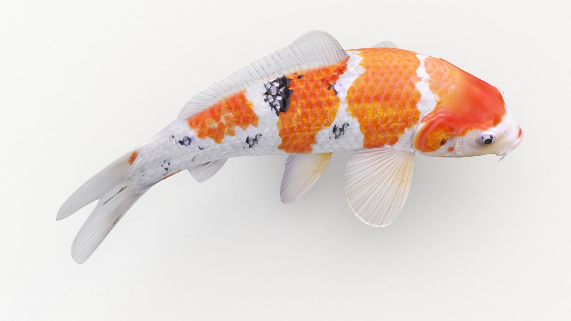 3D model koi fish animation https://p.turbosquid.com/ts-thumb/us/xKS5Da/BK0Drt5w/11/jpg/1558523301/1920x1080/fit_q87/4a1afc80262b1fdb5312dc179c0bcc5c1c34f37a/11.jpg