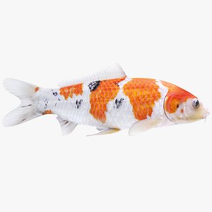 Koi Fish 1 (Animated)