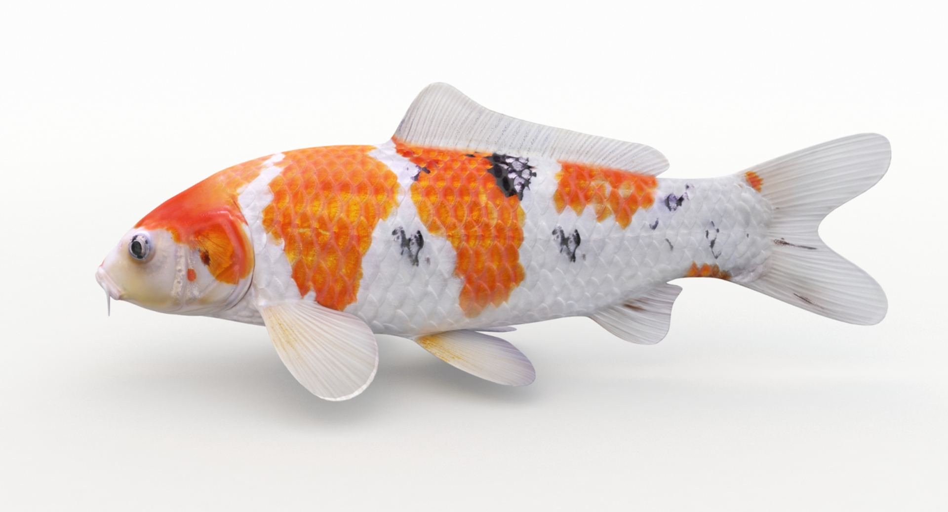 3D model koi fish animation https://p.turbosquid.com/ts-thumb/us/xKS5Da/H9jnFZRZ/rotate/jpg/1558523881/1920x1080/turn_fit_q99/7c8ba1bd59799179417147b70a8e089db050215c/rotate-1.jpg