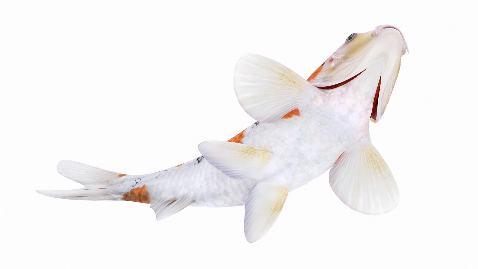 3D model koi fish animation https://p.turbosquid.com/ts-thumb/us/xKS5Da/iAy5dgrZ/9/jpg/1558523301/1920x1080/fit_q87/85136bd094ab62fba9286b57600da96e8d78eb35/9.jpg