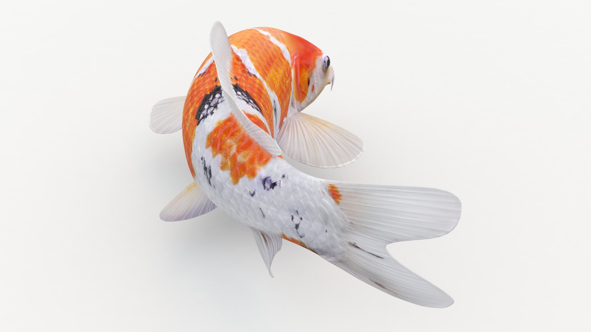 3D model koi fish animation https://p.turbosquid.com/ts-thumb/us/xKS5Da/k4FHI82I/6/jpg/1558523301/1920x1080/fit_q87/dfea0ef7129b90f453cf2ace98b4a51ce2108b84/6.jpg