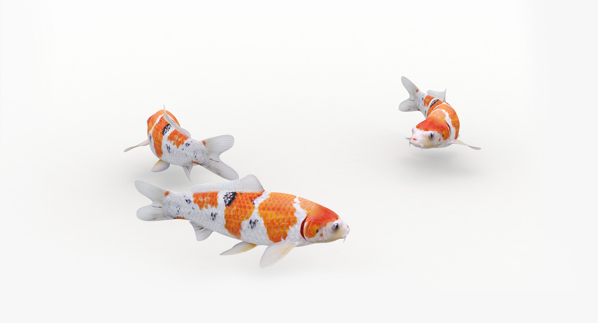 3D model koi fish animation https://p.turbosquid.com/ts-thumb/us/xKS5Da/s7rGCHmN/13/jpg/1558523301/1920x1080/fit_q87/3662ee8e1ee690632cbfead9b7a7083efbe44b75/13.jpg
