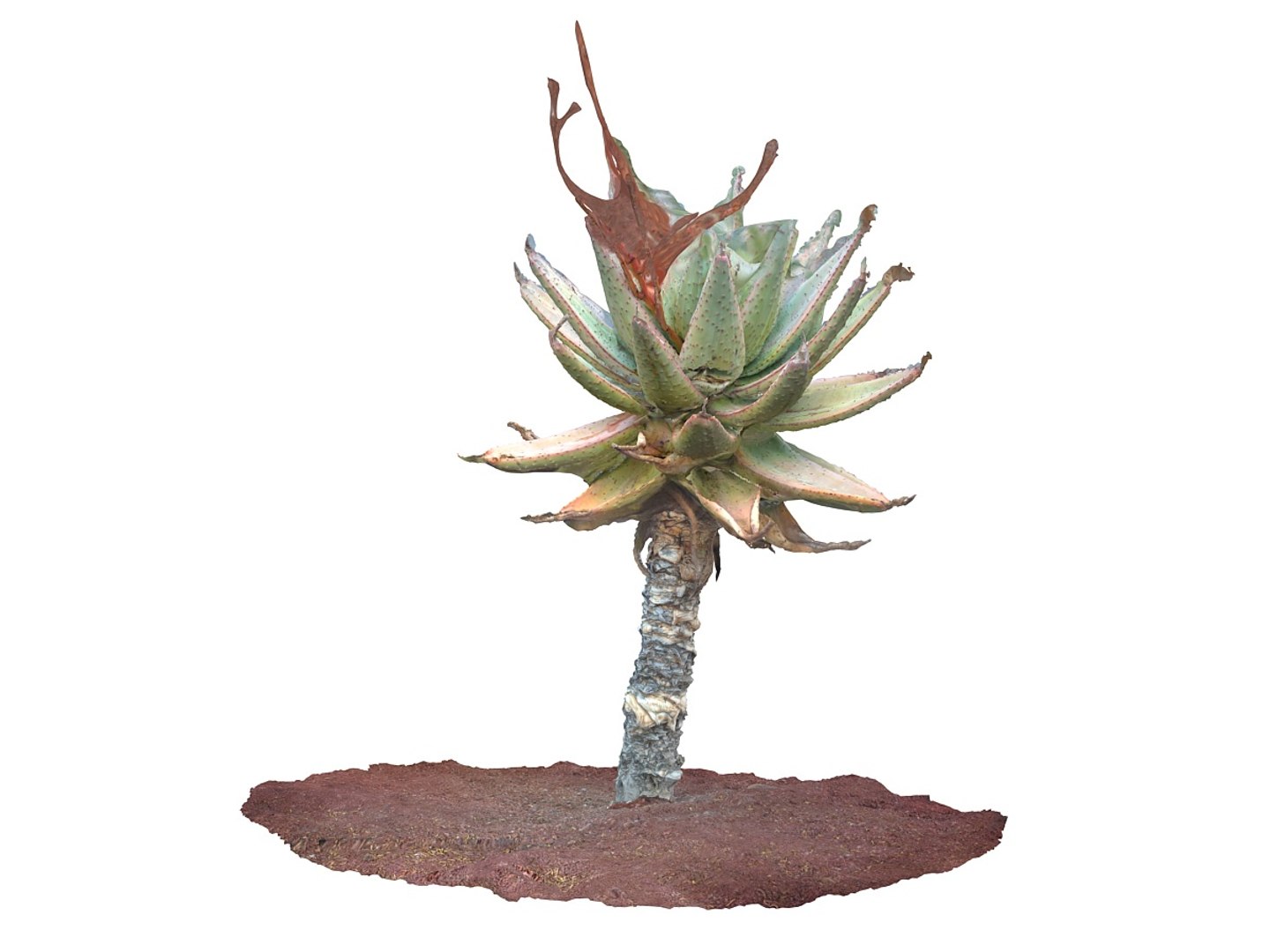 3d Real Aloes 8k Model
