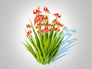 3D model Crocosmia - Montbretia -Orange