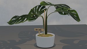 3D monstera plant janda bolong model