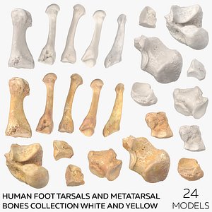 Human Foot Tarsals and Metatarsal Bones Collection White and Yellow  -  24 models
