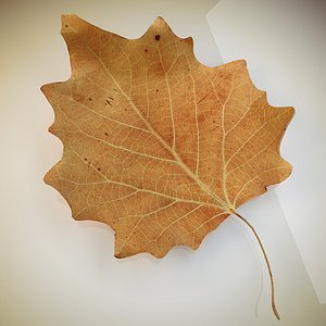 autumn leaf poplar dry 3d model