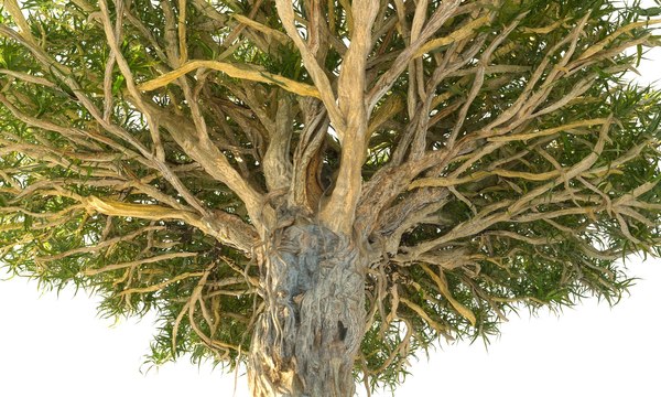 dragon tree 3D