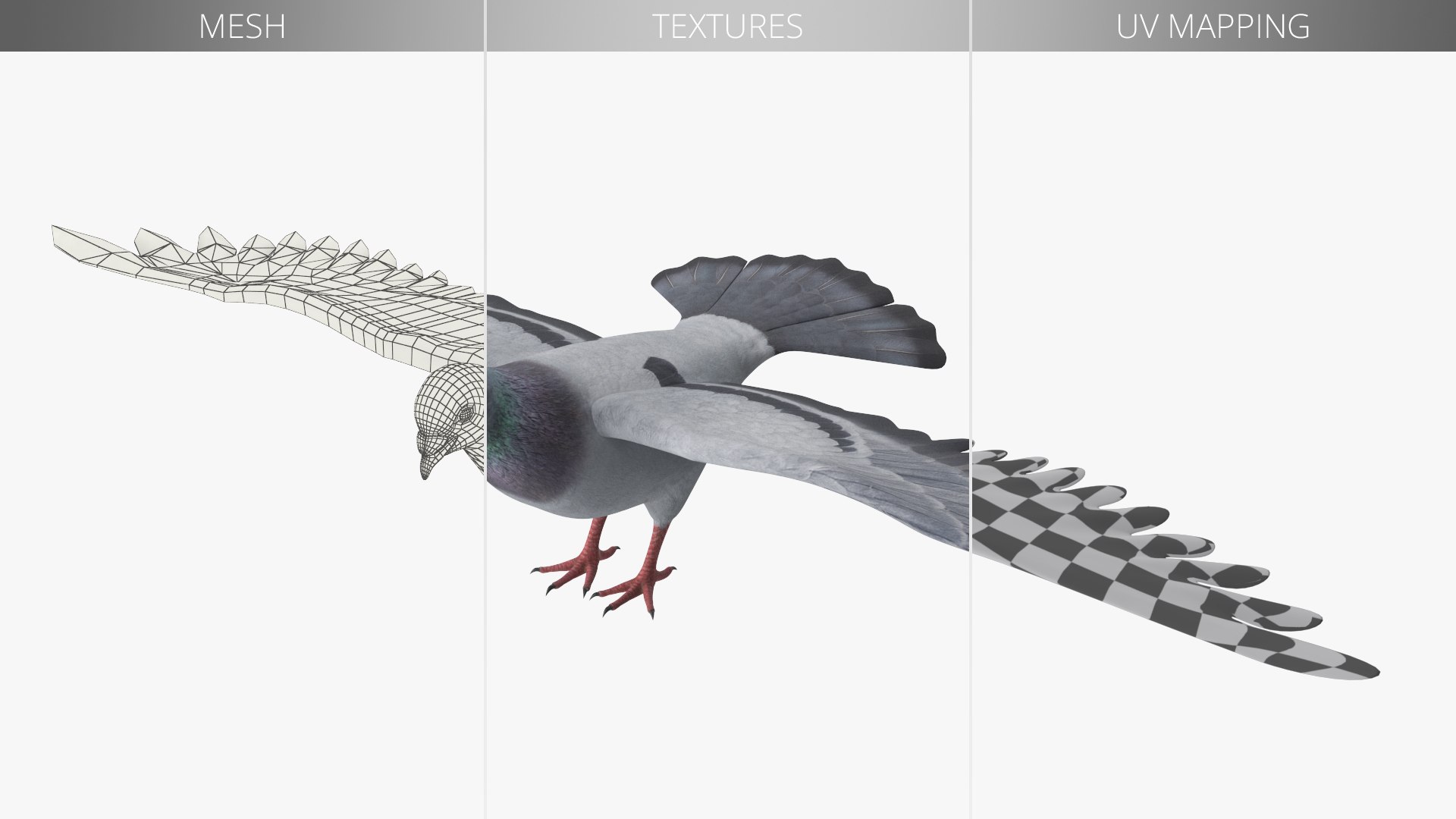3D Low Poly Rock Dove model https://p.turbosquid.com/ts-thumb/ut/m8PzAs/DZ/low_poly_rock_dove_008/jpg/1755218842/1920x1080/fit_q87/bcd1b94e904ba502c3841086f203a1bb85a01dff/low_poly_rock_dove_008.jpg
