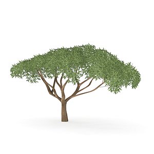 thorn tree 3D model