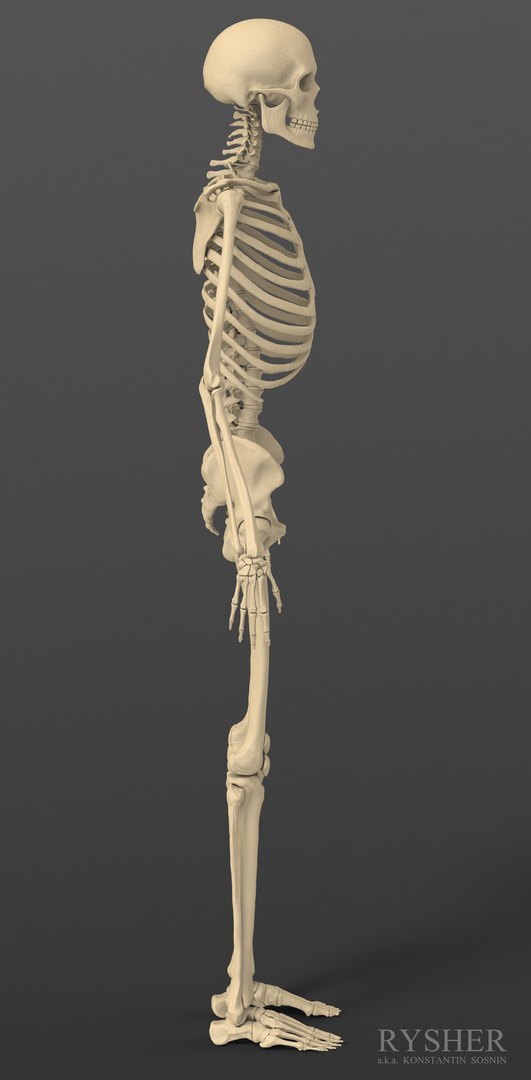 3d model human male skeleton exact https://p.turbosquid.com/ts-thumb/uu/cK8Uxq/186nlHbN/skeleton_sideview/jpg/1372244530/1920x1080/fit_q87/1bf8843954c54117c6c91c5a9bb534bfa796dfe7/skeleton_sideview.jpg