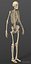 Exact realistic human male skeleton.