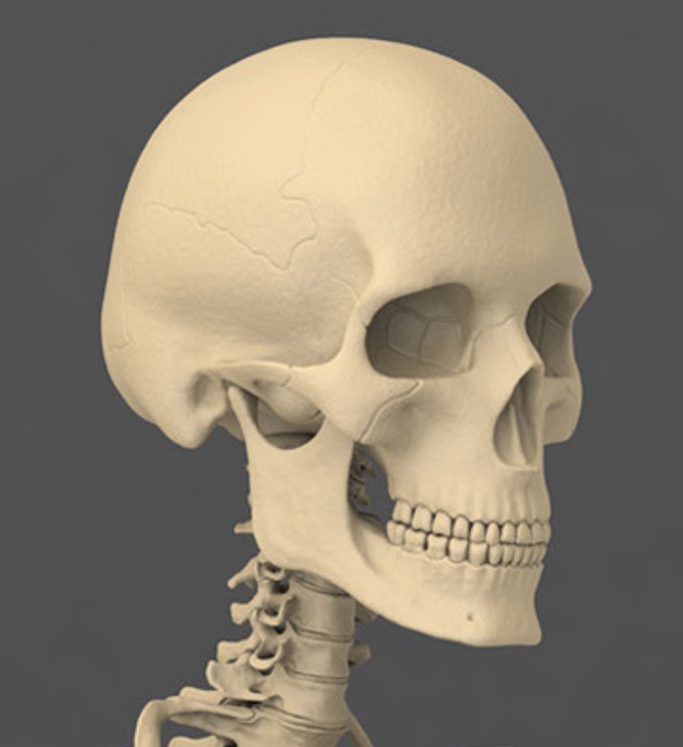 3d model human male skeleton exact https://p.turbosquid.com/ts-thumb/uu/cK8Uxq/9lpdiGgH/skull/jpg/1372245807/1920x1080/fit_q87/3268cb0e523bfdc1c2cff2ea25c138c3b8da0d2c/skull.jpg