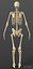 Exact realistic human male skeleton.