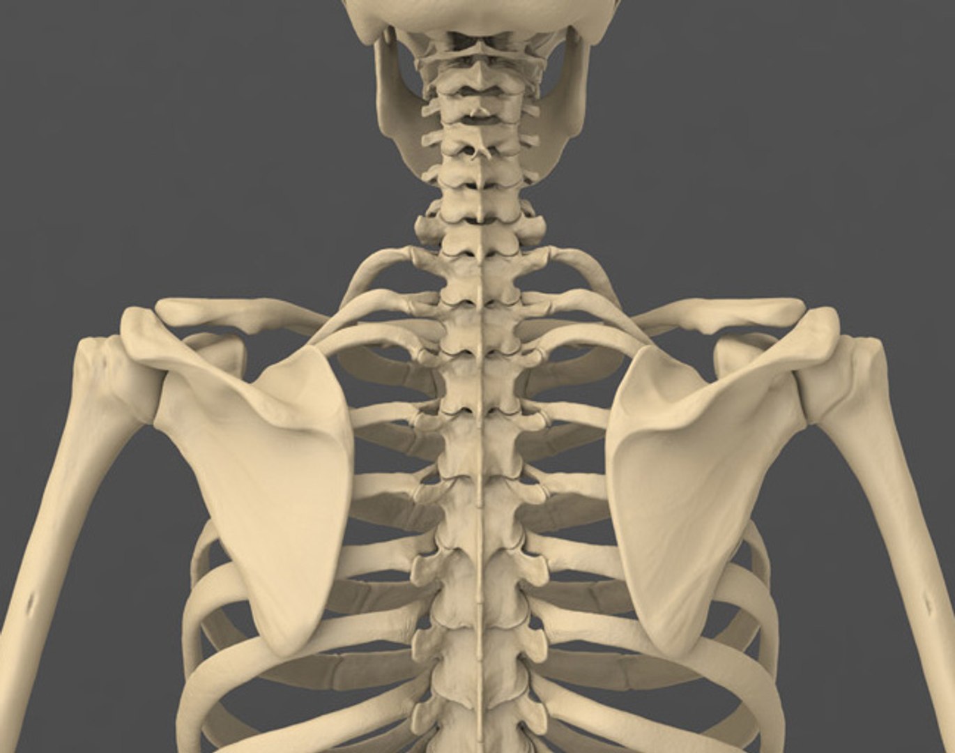 3d model human male skeleton exact https://p.turbosquid.com/ts-thumb/uu/cK8Uxq/XHQAhYzA/scapula/jpg/1372245873/1920x1080/fit_q87/bc9b08c8d057f7ecdb43cd2012d18ca9c4272629/scapula.jpg