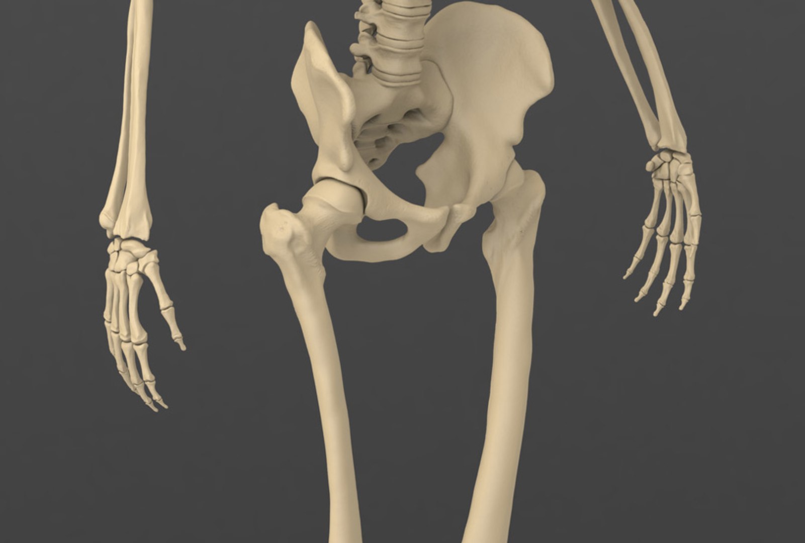 3d model human male skeleton exact https://p.turbosquid.com/ts-thumb/uu/cK8Uxq/d3fcv3nc/pelvicarea/jpg/1372245889/1920x1080/fit_q87/2c02e9975f5638ac1fc2bc07f2ded0465962cc51/pelvicarea.jpg